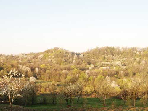 Foto Dimineata in Carbunari (c) Petru Goja